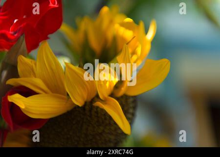 Sonnenblume und Gladiolen, Blumendetail Stockfoto