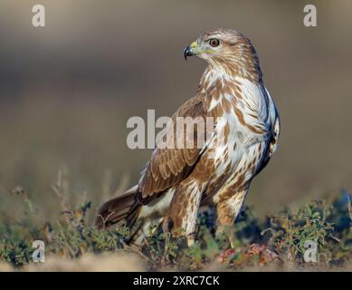 Bussard (Buteo buteo), Porträt, Katalonien, Pyrenäen, Spanien Stockfoto