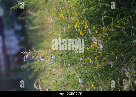 Blumenwiese in der Stadt mit Wiesenkraut (Centaurea jacea), Schafgarbe (Achillea millefolium) und Gehörntem Klee (Lotus corniculatus) Stockfoto