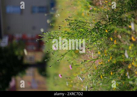 Blumenwiese in der Stadt mit Wiese Knapweed (Centaurea jacea) Stockfoto