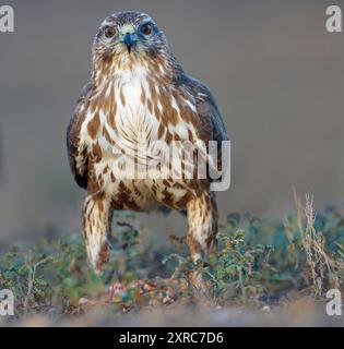 Bussard (Buteo buteo), Porträt, Katalonien, Pyrenäen, Spanien Stockfoto