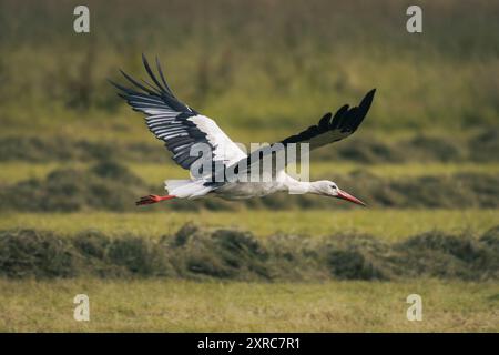 Nahaufnahme eines fliegenden Schwarzstorchs (Ciconia nigra) über einer gemähten Sommerwiese im Ostallgäu, Allgäu Stockfoto