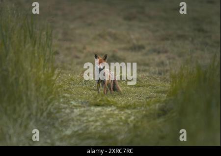 Rotfuchs (Vulpes vulpes) jagt im Frühsommer auf einer Wiese. Im Ostallgäu Stockfoto