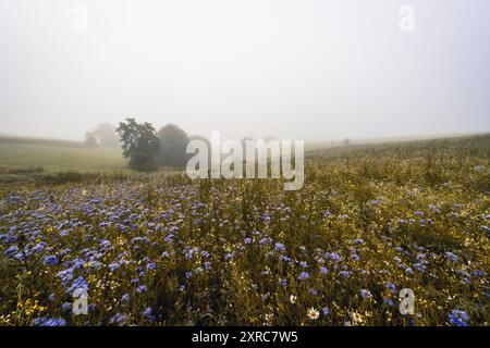 Wanderweg durch die Frau Holles Blumenwiese im Mohndorf Germerode an einem nebeligen Sommermorgen. Bezirk Werra-Meißner, Hessen, Deutschland Stockfoto