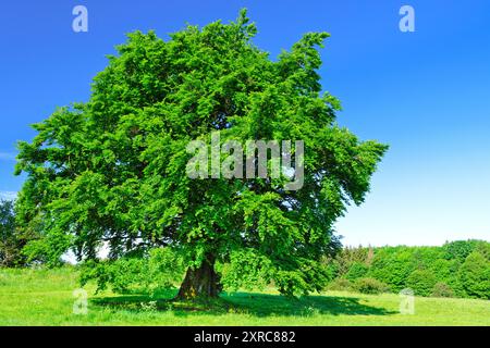 Europa, Deutschland, Rheinland-Pfalz, Westerwald, Naturschutzgebiet Wacholderheide Westernohe, Hutebuche Stockfoto