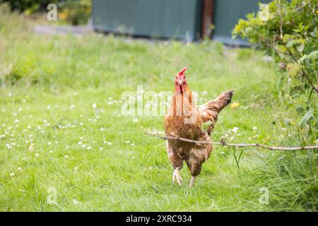 Einzelnes Huhn in artgerechter Haltung mit Freilandhaltung Stockfoto