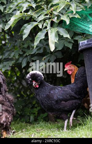 Zwei Hühner in ihrem natürlichen Gehege Stockfoto