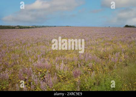 Frankreich, Provence, Valensole, wilder Lavendel, Wiese Stockfoto