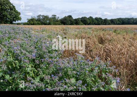 Borretschanbau auf dem Feld in Hampshire, England, Vereinigtes Königreich, mit lila blauen Blüten im August oder Sommer Stockfoto