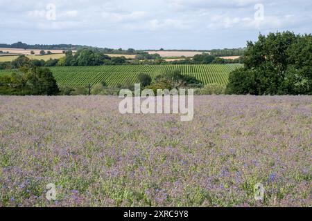 Borretschanbau auf dem Feld in Hampshire, England, Vereinigtes Königreich, mit bunten lila blauen Blüten im August oder Sommer, Landwirtschaft, Landwirtschaft Stockfoto