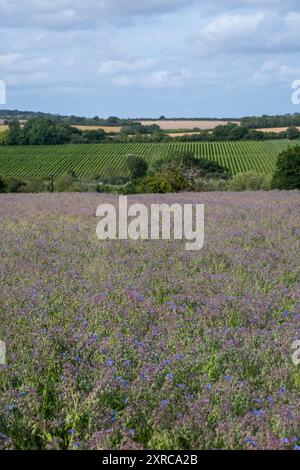 Borretschanbau auf dem Feld in Hampshire, England, Vereinigtes Königreich, mit bunten lila blauen Blüten im August oder Sommer, Landwirtschaft, Landwirtschaft Stockfoto