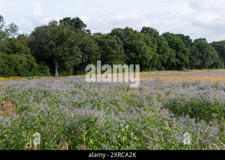 Borretschanbau auf dem Feld in Hampshire, England, Vereinigtes Königreich, mit lila blauen Blüten im August oder Sommer Stockfoto