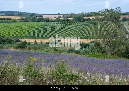 Borretschanbau auf dem Feld in Hampshire, England, Vereinigtes Königreich, mit bunten lila blauen Blüten im August oder Sommer, Landwirtschaft, Landwirtschaft Stockfoto