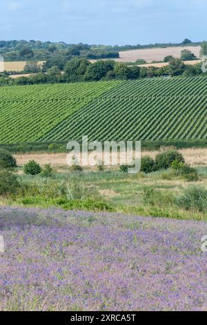 Borretschanbau auf dem Feld in Hampshire, England, Vereinigtes Königreich, mit bunten lila blauen Blüten im August oder Sommer, Landwirtschaft, Landwirtschaft Stockfoto