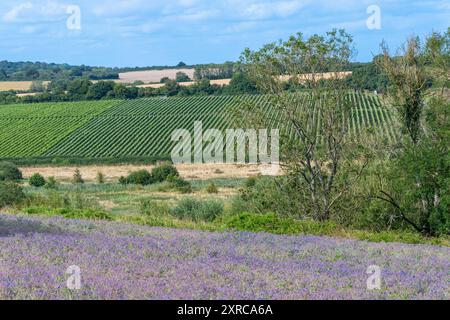 Borretschanbau auf dem Feld in Hampshire, England, Vereinigtes Königreich, mit bunten lila blauen Blüten im August oder Sommer, Landwirtschaft, Landwirtschaft Stockfoto