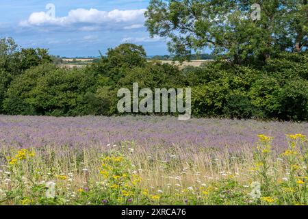 Borretschanbau auf dem Feld in Hampshire, England, Vereinigtes Königreich, mit bunten lila blauen Blüten im August oder Sommer, Landwirtschaft, Landwirtschaft Stockfoto