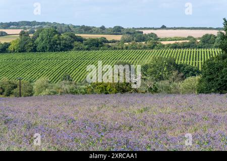 Borretschanbau auf dem Feld in Hampshire, England, Vereinigtes Königreich, mit bunten lila blauen Blüten im August oder Sommer, Landwirtschaft, Landwirtschaft Stockfoto