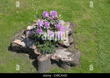 Blumen, Rhododendron im alten Baumstamm, Catawbiense Grandiflorum, Blüten Stockfoto