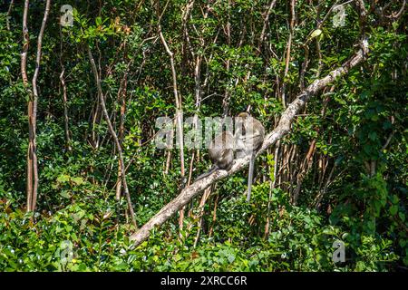 Aussichtspunkt mit Blick in den Dschungel, tropische Vegetation, soweit das Auge reicht, Affen, Gorges Aussichtspunkt, Black River Gorges National Park, Mauritius Stockfoto