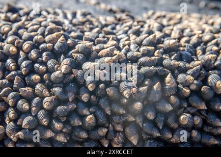 Viele Meeresschnecken auf einem Felsen bei Ebbe Stockfoto