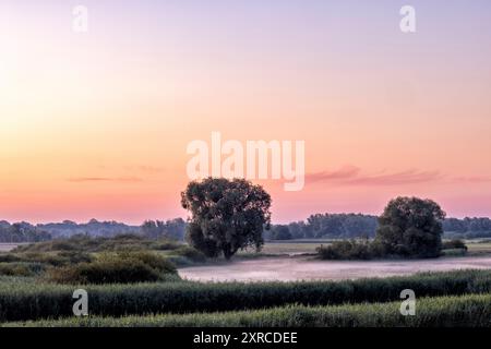 Morgenstimmung im Elbvorland bei Brackede/Bleckede Stockfoto