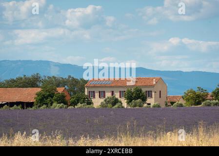 Blühendes Lavendelfeld auf dem Plateau Valensole, Wohnhäuser, Alpes-de-Haute-Provence, Frankreich Stockfoto