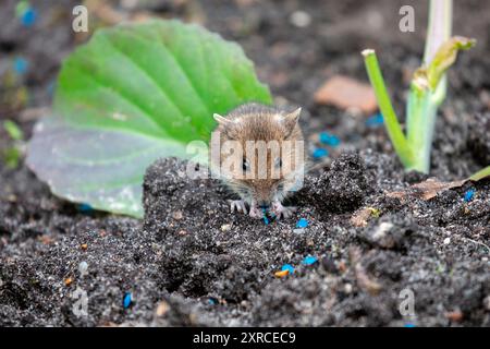 Die junge Holzmaus (Apodemus sylvaticus) isst Schneckenkörnchen Stockfoto