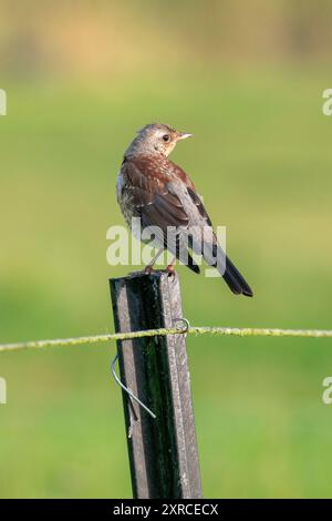 Junge Feldarbeiten (Turdus pilaris) auf einem Weidezaun Stockfoto