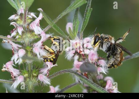 Weiblich (links) und männlich der europäischen Wollkrautbiene (Anthidium manicatum) auf dem Mutterkraut (Leonurus cardiaca) Stockfoto