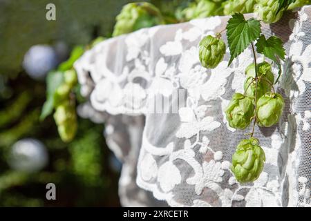 Festliche Tischdecke auf Tisch im Vordergrund mit frischen grünen Hopfenranken, verschwommenem Hintergrund, Vorbereitungen für eine Gartenhochzeit, Sommerhochzeit im Garten Stockfoto