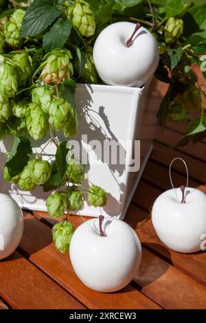 Weiße künstliche Äpfel mit frischen Ranken von Bierhopfen auf einem Holztisch im Freien in der Sonne, Dekoration für ein fest, Stillleben Stockfoto