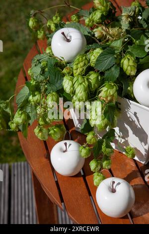 Weiße künstliche Äpfel mit frischen Ranken von Bierhopfen auf einem Holztisch im Freien in der Sonne, Dekoration für ein fest, Stillleben Stockfoto