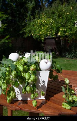 Weiße künstliche Äpfel mit frischen Ranken von Bierhopfen auf einem Holztisch draußen in der Sonne, im Hintergrund verschwimmt ein Apfelbaum mit hellgrünen Äpfeln im Garten, Erntezeit, symbolisches Foto Stockfoto