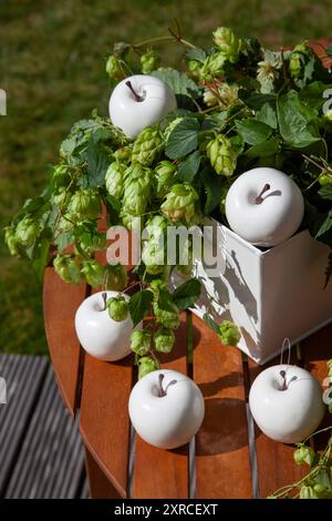 Weiße künstliche Äpfel mit frischen Ranken von Bierhopfen auf einem Holztisch im Freien in der Sonne, Dekoration für ein fest, Stillleben Stockfoto