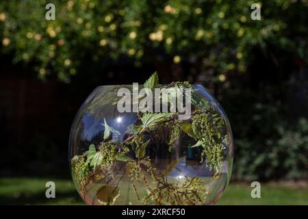 Zweige und Blätter der Heilpflanze Brennnessel zum Trocknen in einer Glasvase, Natur und Kräuter in einem Glas Stockfoto