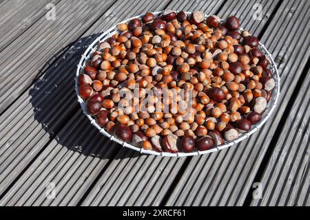 Viele reife braune Haselnüsse und Kastanien in einem weißen Drahtkorb auf einer hölzernen Terrasse im Sonnenlicht Stockfoto