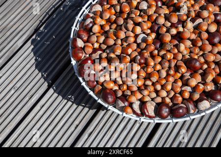 Viele reife braune Haselnüsse und Kastanien in einem weißen Drahtkorb auf einer hölzernen Terrasse im Sonnenlicht Stockfoto