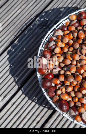 Viele reife braune Haselnüsse und Kastanien in einem weißen Drahtkorb auf einem Holztisch im Sonnenlicht, halbiert geschnitten für Doppelseite Stockfoto