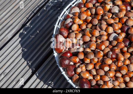 Viele reife braune Haselnüsse und Kastanien in einem weißen Drahtkorb auf einer hölzernen Terrasse im Sonnenlicht Stockfoto