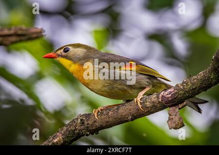 Rot-billed leiothrix Stockfoto