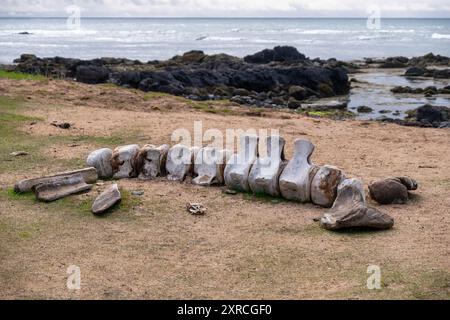 Walskelett am isländischen Strand - Die Wirbelsäule Eines Wals ruht auf dem goldenen Sand am Ytri Tunga Beach auf der isländischen Halbinsel Snæfellsnes, einem beliebten Ar Stockfoto