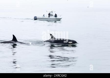 Monterey Bay, Kalifornien - 28. August 2022: Killerwale, Orcinus Orca, tauchen auf und spielen, während Walbeobachter, Touristen und Wissenschaftler von einem Boot aus beobachten Stockfoto