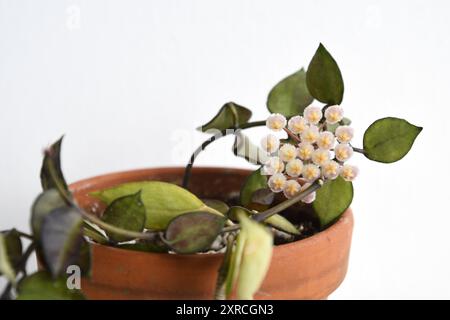 Hoya krohniana Schwarze Blätter, Zimmerpflanze in einem Terrakotta-Topf, isoliert auf weißem Hintergrund. Weinbaupflanze mit dunkelgrünen Blättern und einer Blume. Stockfoto