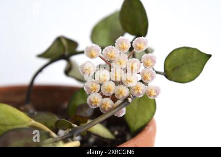 Hoya krohniana Schwarze Blätter, Zimmerpflanze in einem Terrakotta-Topf, isoliert auf weißem Hintergrund. Weinbaupflanze mit dunkelgrünen Blättern und einer Blume. Stockfoto