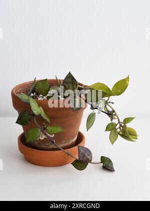 Hoya krohniana Schwarze Blätter, Zimmerpflanze in einem Terrakotta-Topf, isoliert auf weißem Hintergrund. Weinbaupflanze mit dunkelgrünen Blättern und einer Blume. Stockfoto