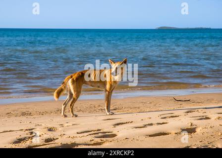 Australische Dingos in den Strand von Fraser Island - Queensland, Australien Stockfoto