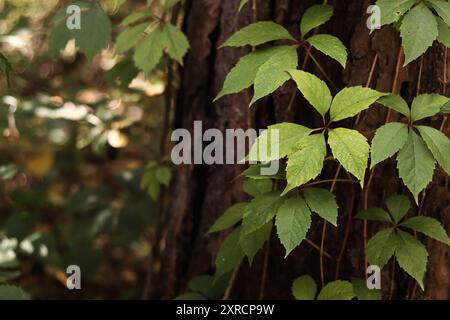 Kiefernstamm bedeckt mit einer Rebe mit fünfblättrigen Trauben. Ein Baum bedeckt mit wilden Trauben. Grüne Blätter von wilden Trauben vor einem Hintergrund von Kiefernrinde c Stockfoto