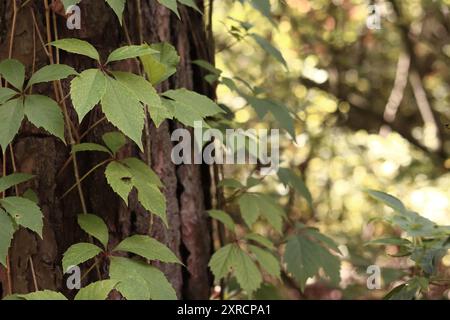 Kiefernstamm bedeckt mit einer Rebe mit fünfblättrigen Trauben. Ein Baum bedeckt mit wilden Trauben. Grüne Blätter von wilden Trauben vor einem Hintergrund von Kiefernrinde c Stockfoto