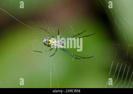 Orchard Spider, Leucauge venusta Stockfoto