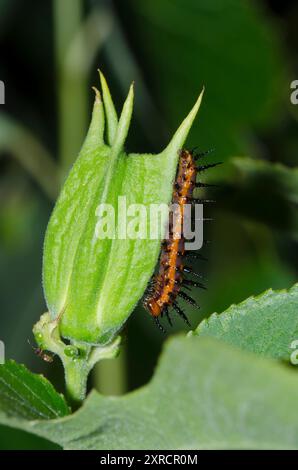 Golf Fritillary, Dione incarnata, Larve on Purple Passionflower, Passiflora incarnata Stockfoto